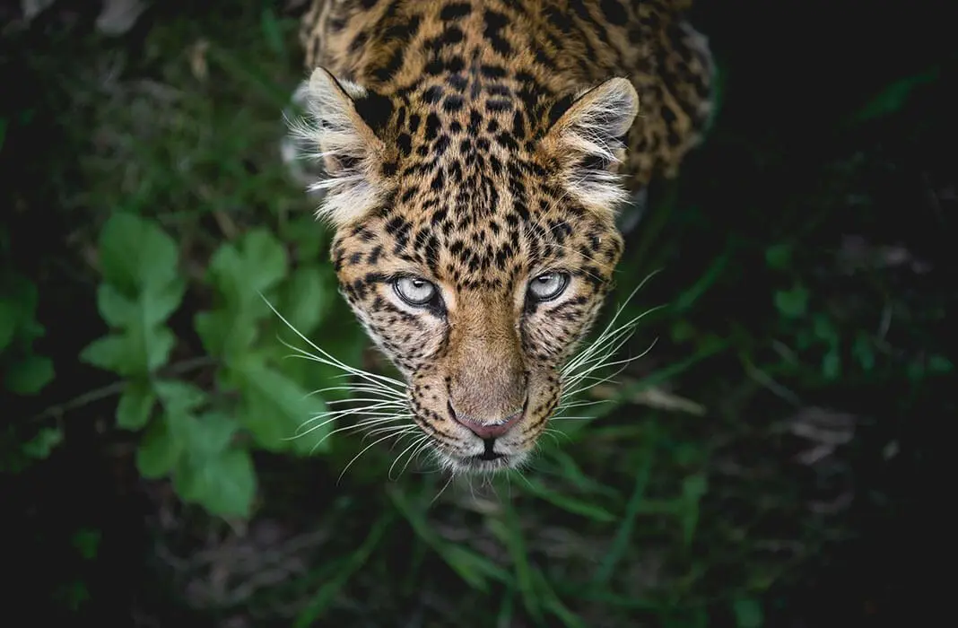 World of Jaguars! | Environment Buddy