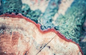 Close-up picture of Log after Deforestation.