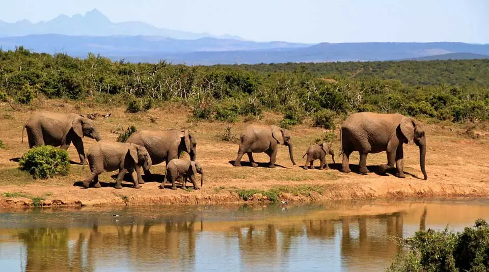 African Elephants as keystone species