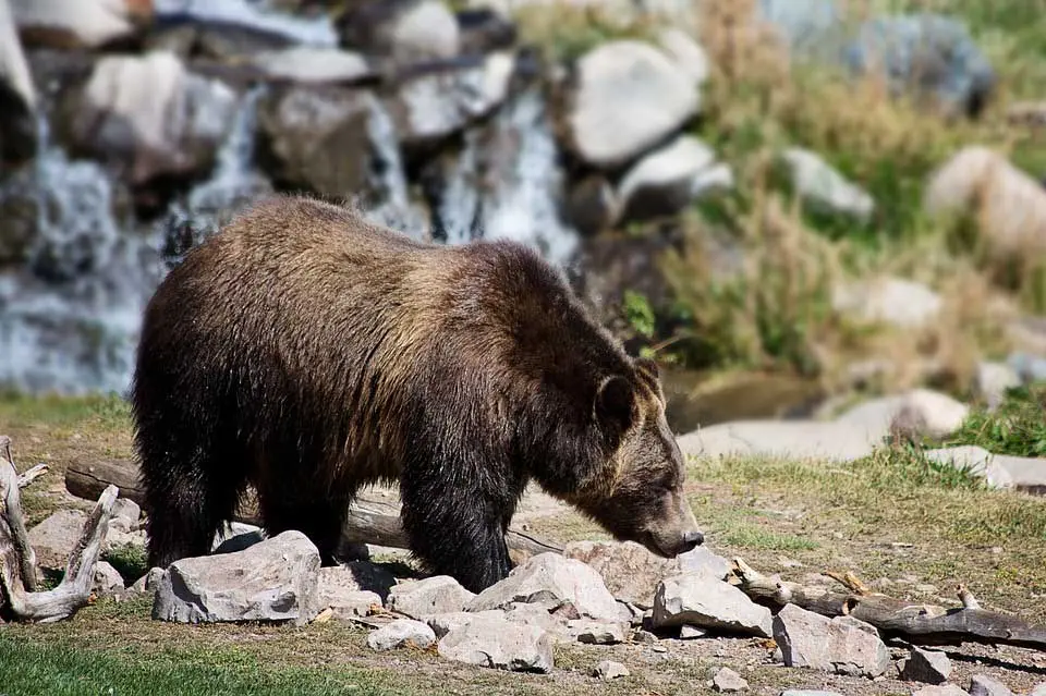 Grizzly bear as keystone species