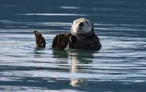 Sea otter as Keystone Species