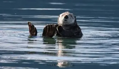 Sea otter as Keystone Species