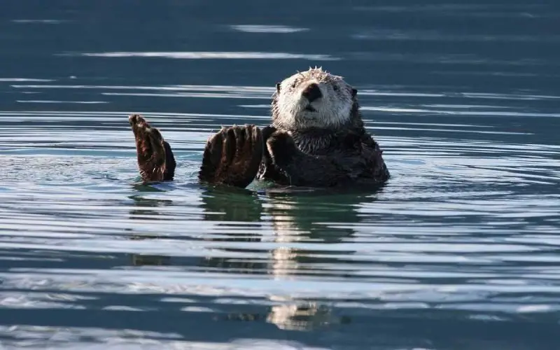 Sea otter as Keystone Species