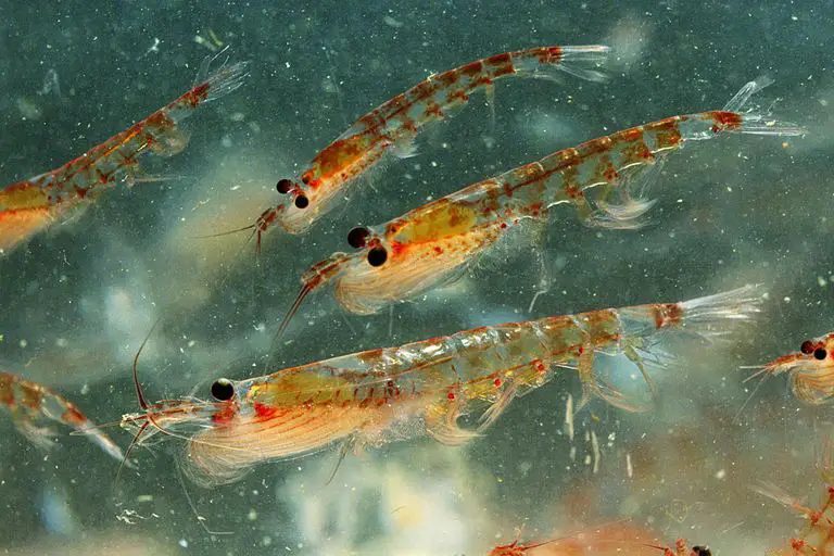 Krill as Keystone Species