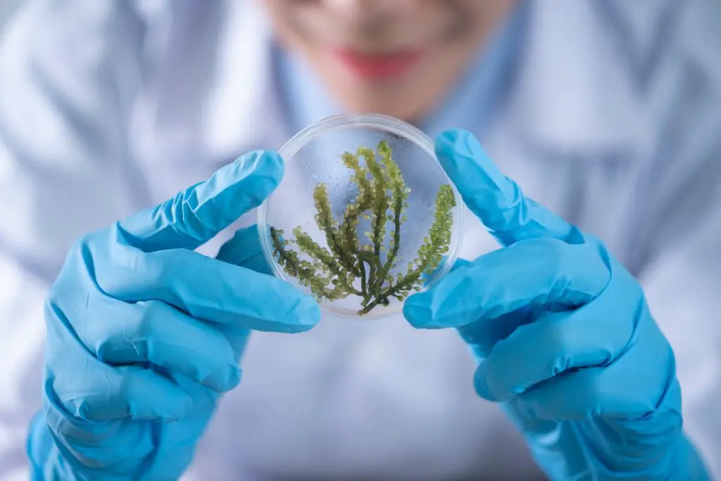 Pros and Cons of Using Biotechnology in Agriculture | Environment Buddy