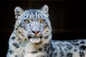 Endangered Snow leopard