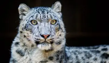 Endangered Snow leopard
