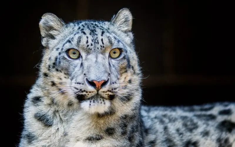 Endangered Snow leopard