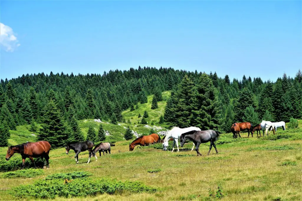 Showing biodiversity at genetic levels