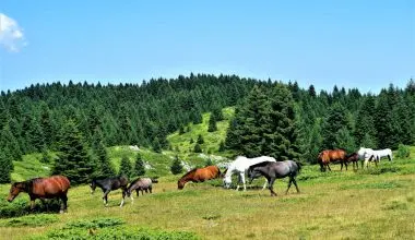 Showing biodiversity at genetic levels