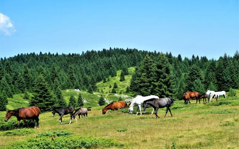 Showing biodiversity at genetic levels