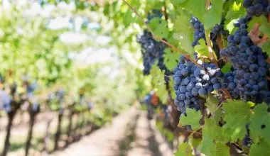 Grapes grown with intensive fruit farming