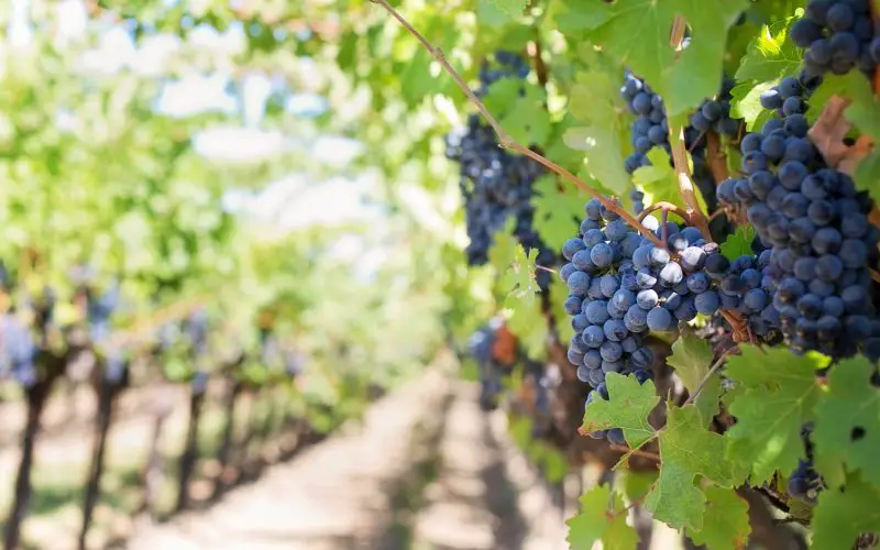 Grapes grown with intensive fruit farming