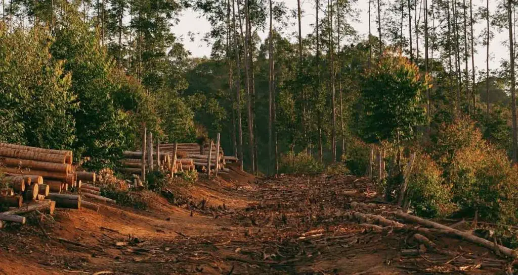 How deforestation affects animals environment buddy