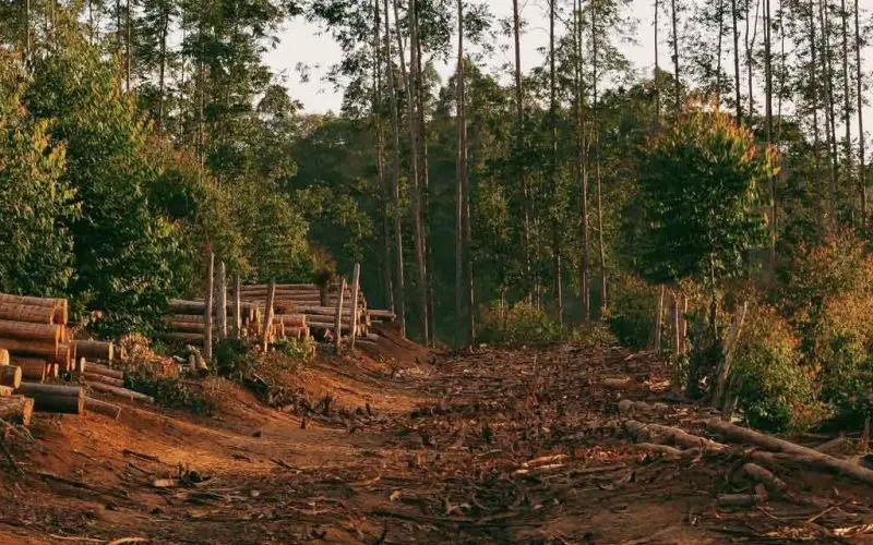 Effects of Deforestation on Animals