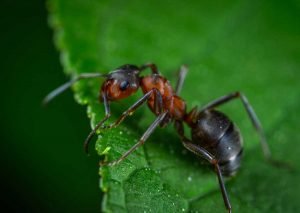 Integrated Pest Management
