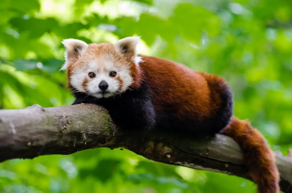 Red panda on a tree branch