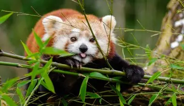 Red panda