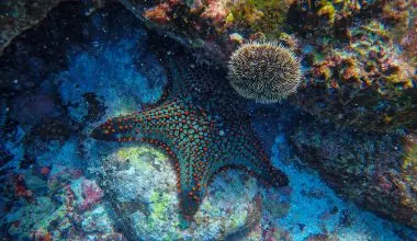 Starfish an corals ocean floor