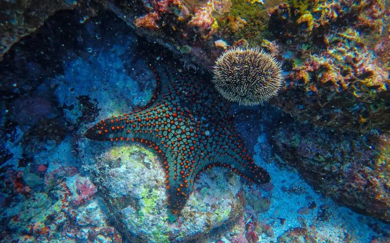 Starfish an corals ocean floor