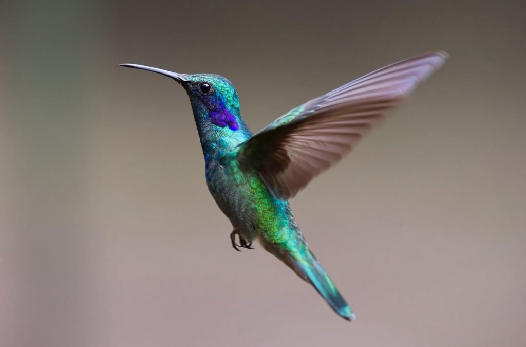 Hummingbird species