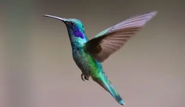 Hummingbird species