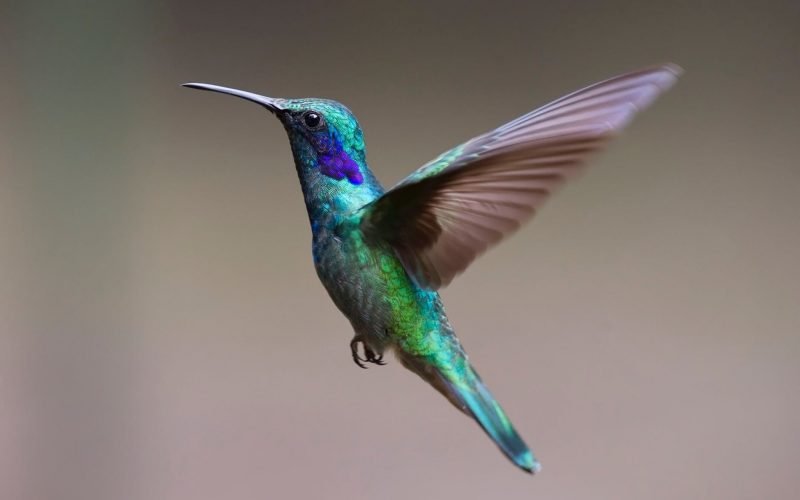 Hummingbird species