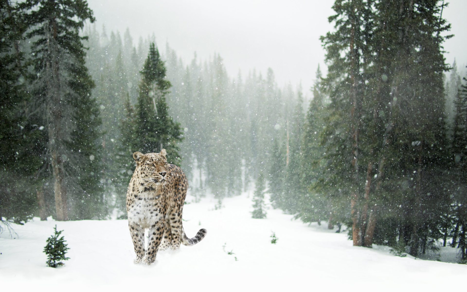 Why are snow Leopards endangered? Environment Buddy