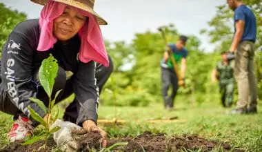 Afforestation-Causes and Effects