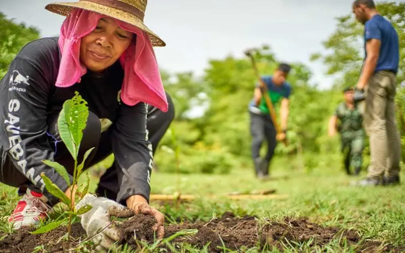 Afforestation-Causes and Effects