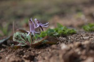 Dwarf Trout Lily-Endangered Species