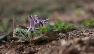 Dwarf Trout Lily-Endangered Species