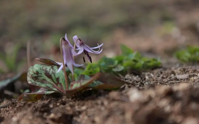 Dwarf Trout Lily-Endangered Species
