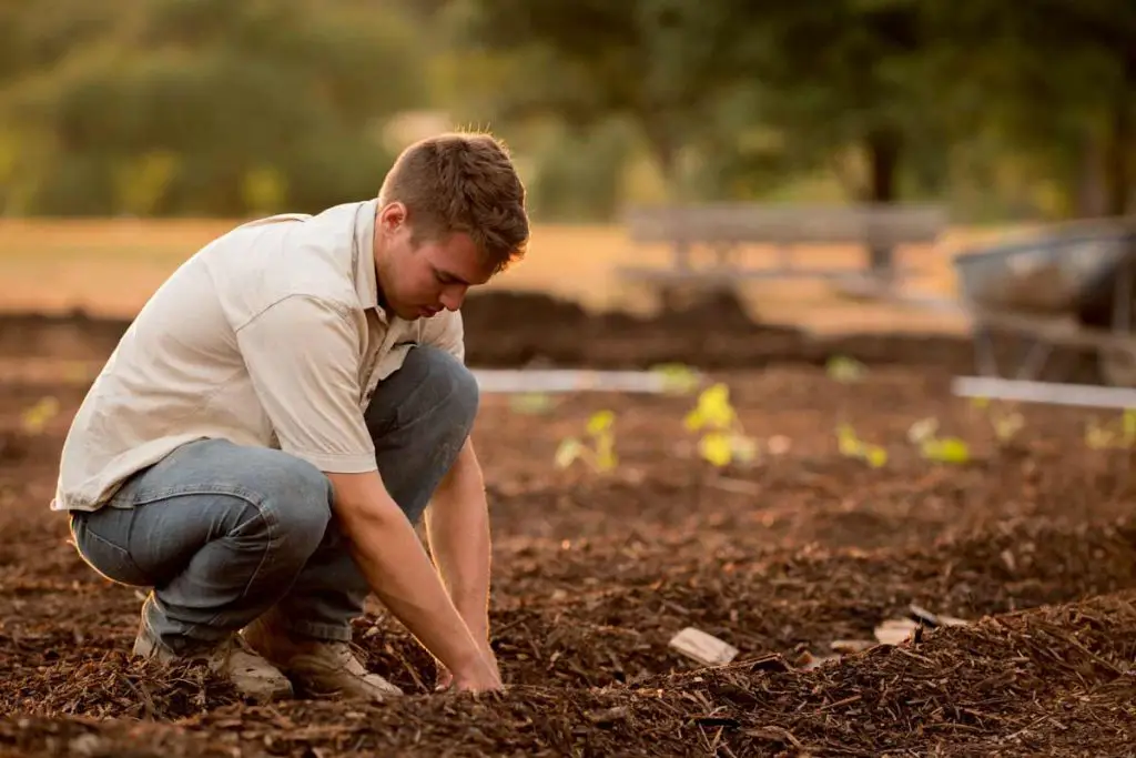 Employment Opportunities in Afforestation