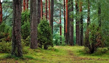 Biomass Energy sources