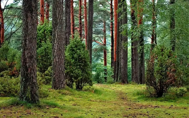 Biomass Energy sources