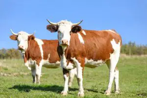 Growing Livestock Naturally on Sustainable Farms