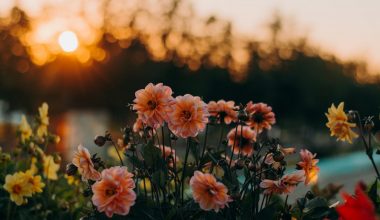 Flowers under sunset