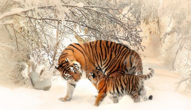 tiger with its cub-biodiversity