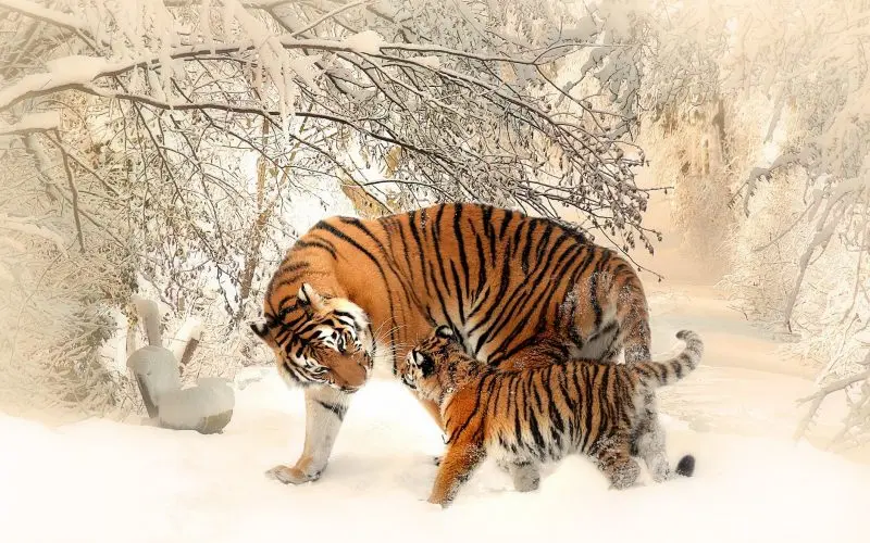 tiger with its cub-biodiversity