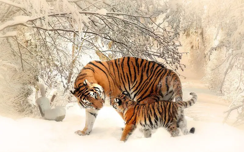 tiger with its cub-biodiversity