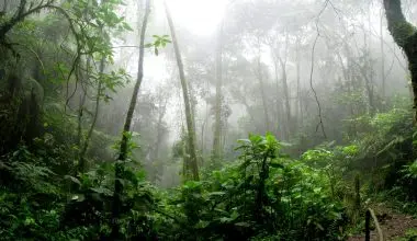 Rainforest