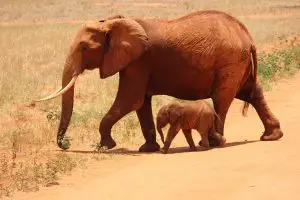 Elephant Endangerment