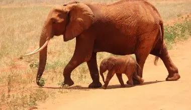 Elephant Endangerment