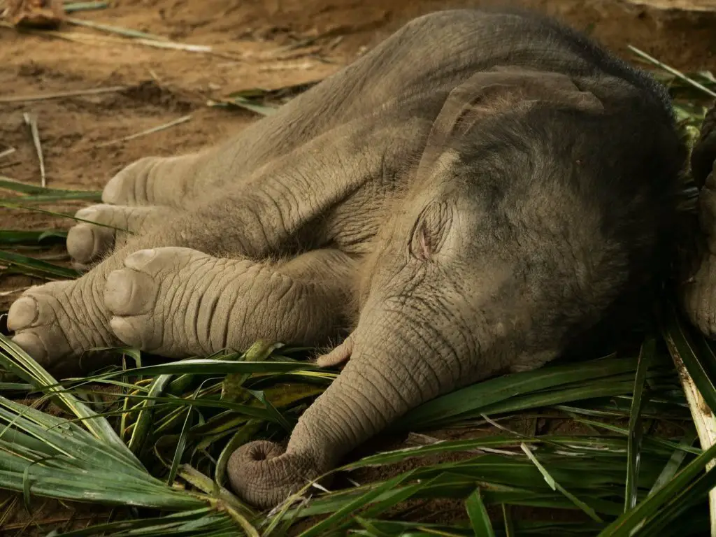Why are Elephant Species Endangered? | Environment Buddy
