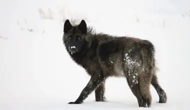 Alexander Archipelago Wolf Facts