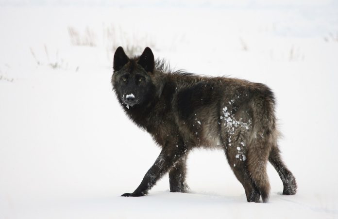 10+ Alexander Archipelago Wolf Facts | Environment Buddy