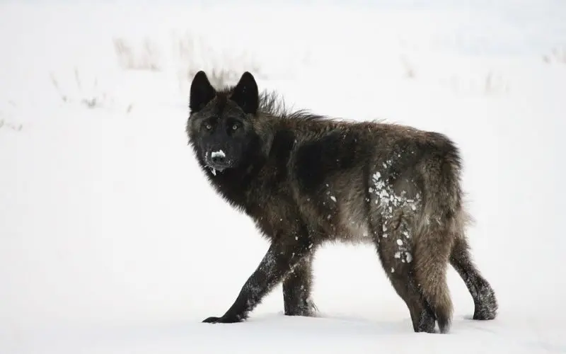 Alexander Archipelago Wolf Facts