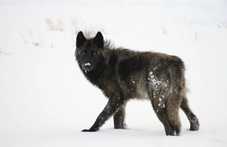 Alexander Archipelago Wolf Facts