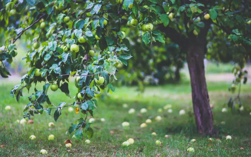 Agroforestry, Types, Importance